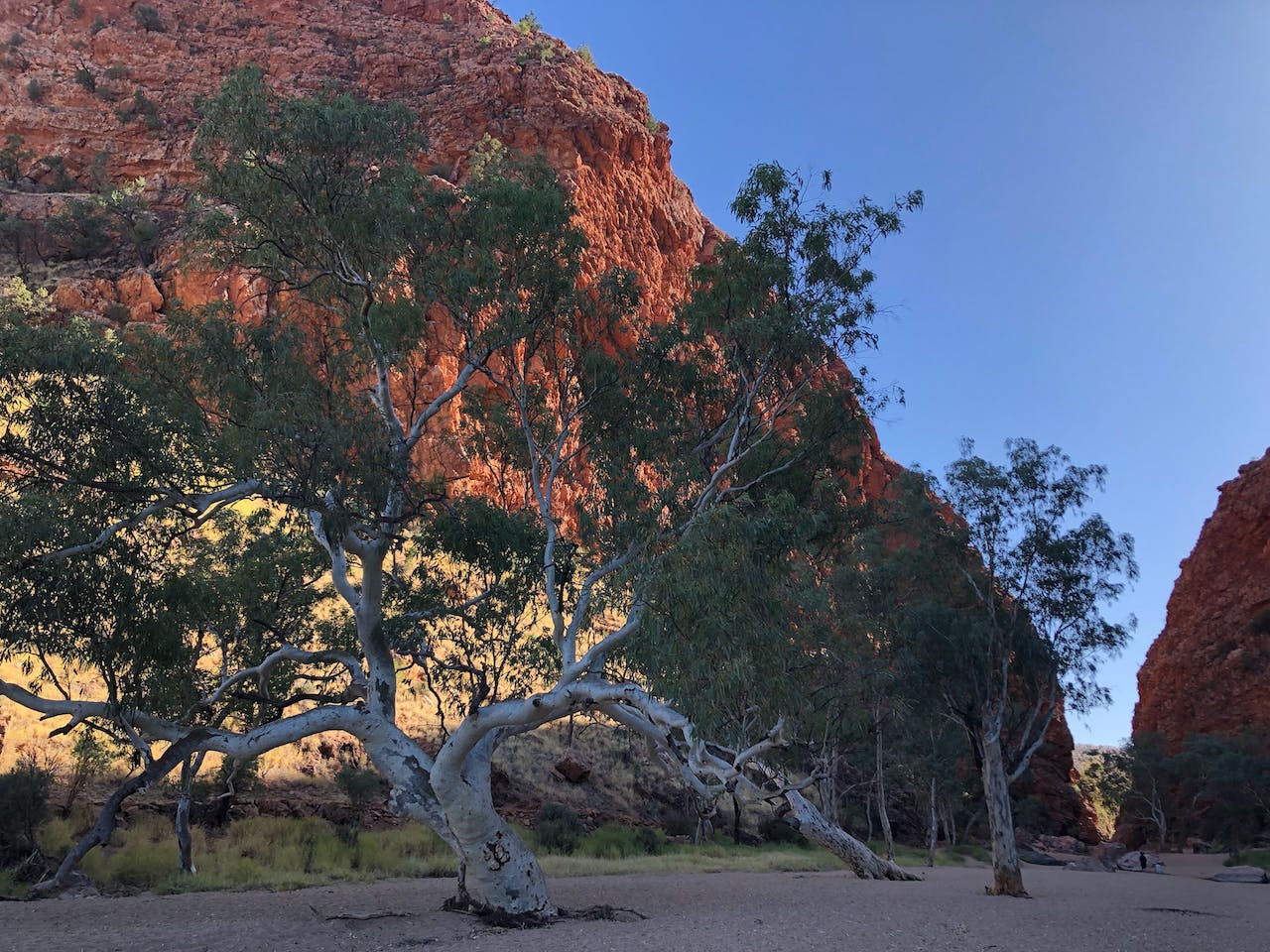 Red rock canyon with tree - experience a unique journey on the Larapinta Trail