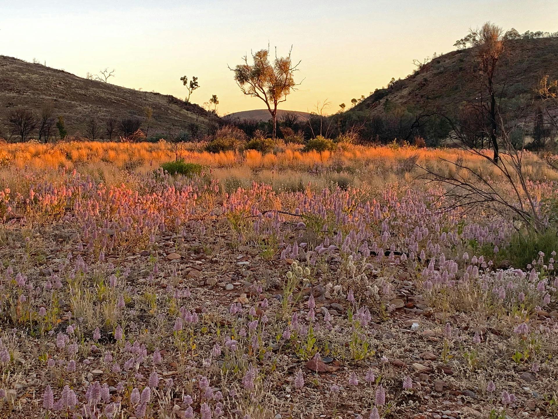 Australian flora in late afternoon - gain a unique personal perspective of the Larapinta Region