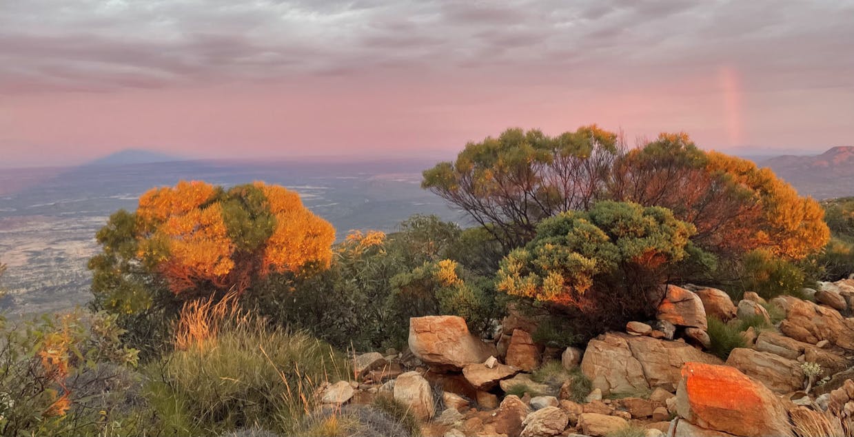 Australian flora in the Larapinta Region - Explore the vast and ancient Australian landscape